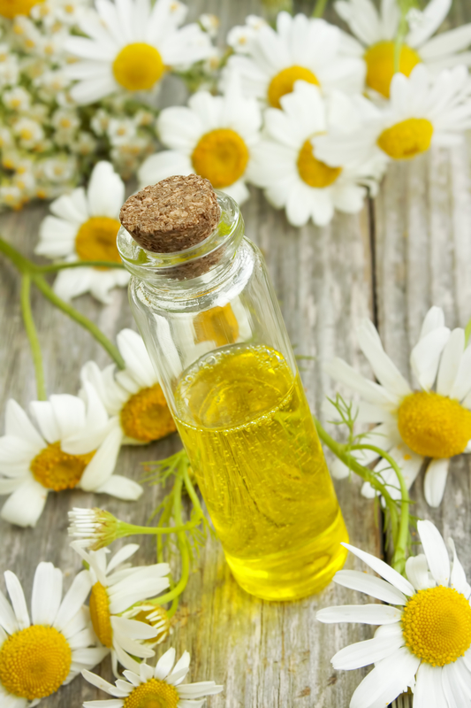 Chamomile essence and flowers Chamomile essence and flowers